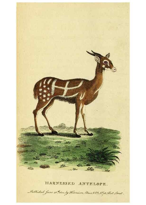 Reproducción/Reproduction 49096426342: The Naturalist's Pocket Magazine or compleat cabinet of the curiosities and beauties of nature.. London.. 