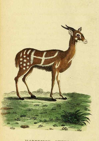 Reproducción/Reproduction 49096426342: The Naturalist's Pocket Magazine or compleat cabinet of the curiosities and beauties of nature.. London.. 