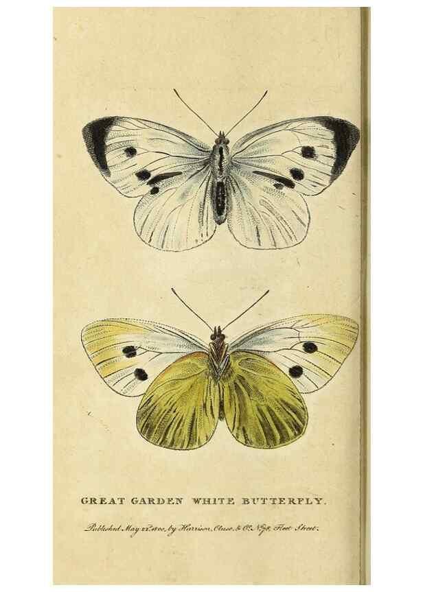 Reproducción/Reproduction 49095913367: The Naturalist's Pocket Magazine or compleat cabinet of the curiosities and beauties of nature.. London.. 