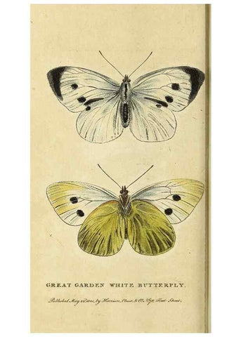 Reproducción/Reproduction 49095913367: The Naturalist's Pocket Magazine or compleat cabinet of the curiosities and beauties of nature.. London.. 