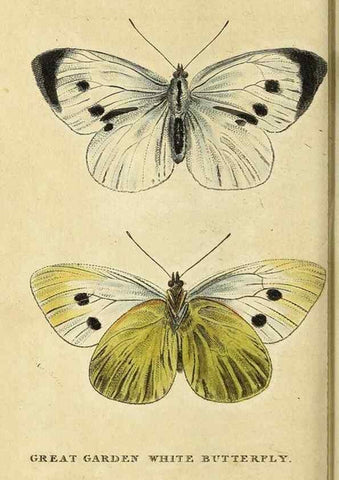 Reproducción/Reproduction 49095913367: The Naturalist's Pocket Magazine or compleat cabinet of the curiosities and beauties of nature.. London.. 