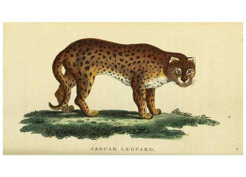 Reproducción/Reproduction 49095207588: The Naturalist's Pocket Magazine or compleat cabinet of the curiosities and beauties of nature.. London.. 