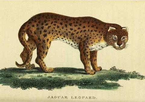Reproducción/Reproduction 49095207588: The Naturalist's Pocket Magazine or compleat cabinet of the curiosities and beauties of nature.. London.. 