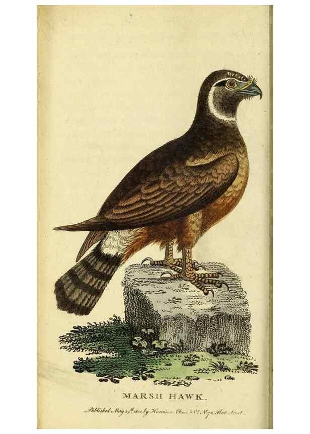 Reproducción/Reproduction 49095723246: The Naturalist's Pocket Magazine or compleat cabinet of the curiosities and beauties of nature.. London.. 