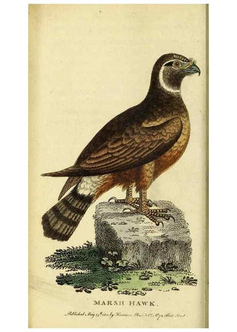 Reproducción/Reproduction 49095723246: The Naturalist's Pocket Magazine or compleat cabinet of the curiosities and beauties of nature.. London.. 