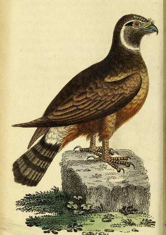 Reproducción/Reproduction 49095723246: The Naturalist's Pocket Magazine or compleat cabinet of the curiosities and beauties of nature.. London.. 