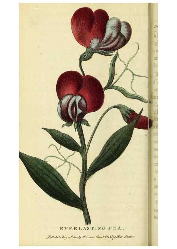 Reproducción/Reproduction 49095723556: The Naturalist's Pocket Magazine or compleat cabinet of the curiosities and beauties of nature.. London.. 