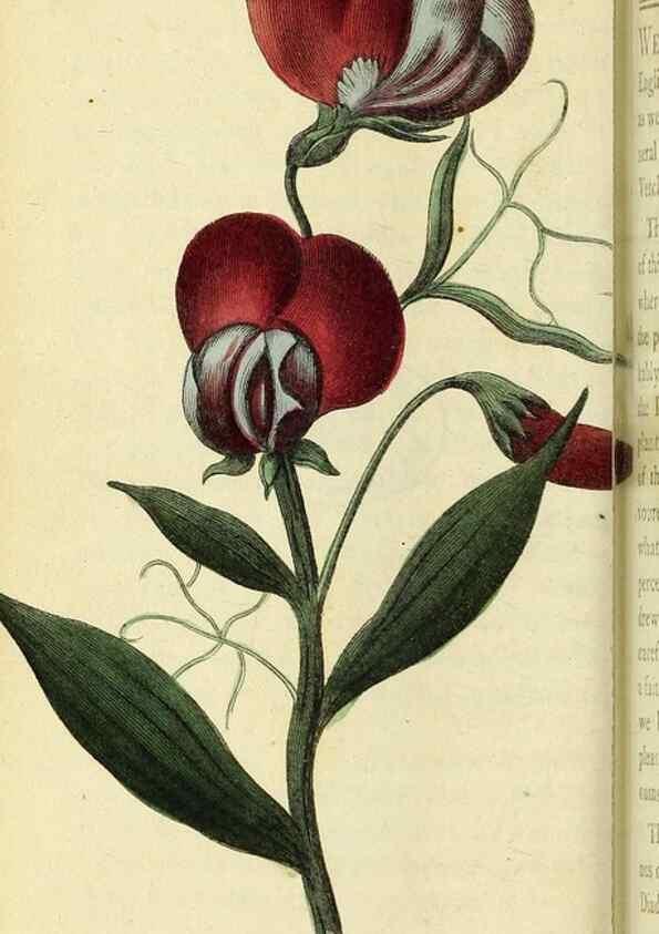 Reproducción/Reproduction 49095723556: The Naturalist's Pocket Magazine or compleat cabinet of the curiosities and beauties of nature.. London.. 