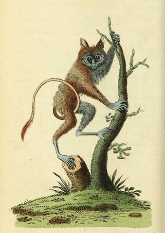 Reproducción/Reproduction 49095914402: The Naturalist's Pocket Magazine or compleat cabinet of the curiosities and beauties of nature.. London.. 