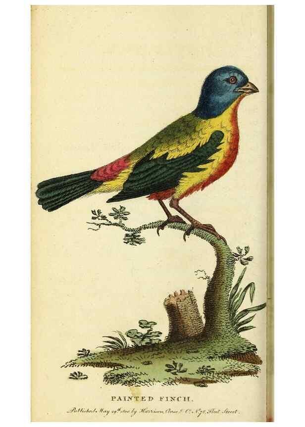 Reproducción/Reproduction 49095208763: The Naturalist's Pocket Magazine or compleat cabinet of the curiosities and beauties of nature.. London.. 