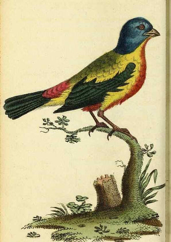 Reproducción/Reproduction 49095208763: The Naturalist's Pocket Magazine or compleat cabinet of the curiosities and beauties of nature.. London.. 