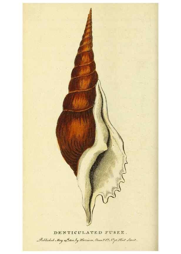 Reproducción/Reproduction 49095915007: The Naturalist's Pocket Magazine or compleat cabinet of the curiosities and beauties of nature.. London.. 