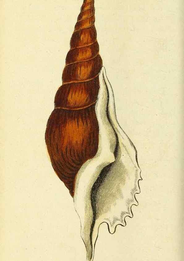Reproducción/Reproduction 49095915007: The Naturalist's Pocket Magazine or compleat cabinet of the curiosities and beauties of nature.. London.. 