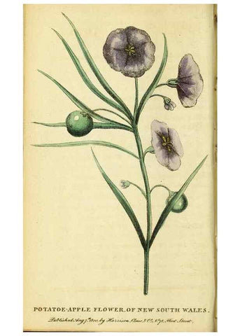Reproducción/Reproduction 49096241911: The Naturalist's Pocket Magazine or compleat cabinet of the curiosities and beauties of nature.. London.. 