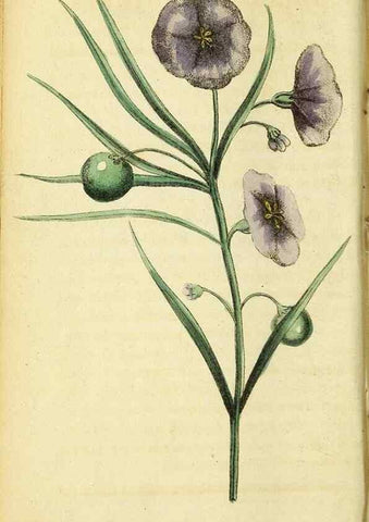 Reproducción/Reproduction 49096241911: The Naturalist's Pocket Magazine or compleat cabinet of the curiosities and beauties of nature.. London.. 