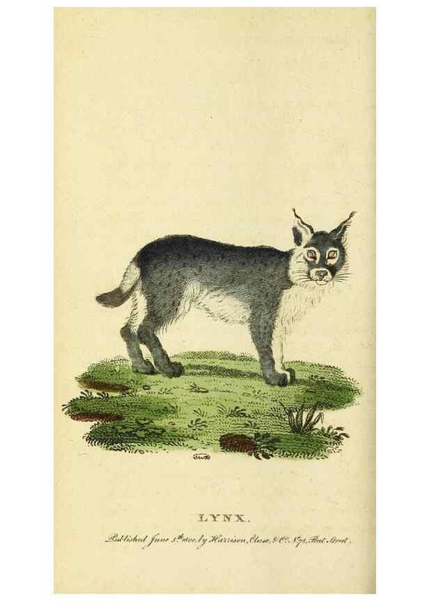 Reproducción/Reproduction 49095209528: The Naturalist's Pocket Magazine or compleat cabinet of the curiosities and beauties of nature.. London.. 