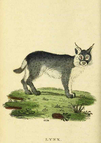 Reproducción/Reproduction 49095209528: The Naturalist's Pocket Magazine or compleat cabinet of the curiosities and beauties of nature.. London.. 