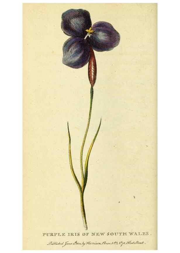 Reproducción/Reproduction 49095915867: The Naturalist's Pocket Magazine or compleat cabinet of the curiosities and beauties of nature.. London.. 