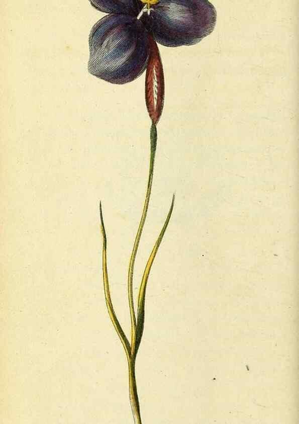 Reproducción/Reproduction 49095915867: The Naturalist's Pocket Magazine or compleat cabinet of the curiosities and beauties of nature.. London.. 