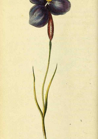 Reproducción/Reproduction 49095915867: The Naturalist's Pocket Magazine or compleat cabinet of the curiosities and beauties of nature.. London.. 