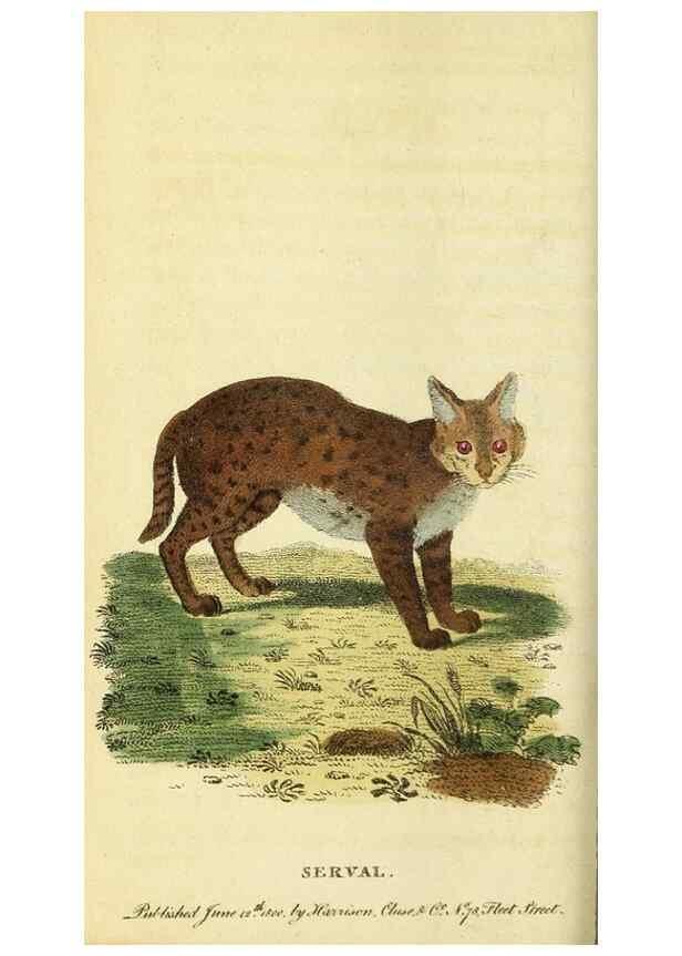 Reproducción/Reproduction 49095725801: The Naturalist's Pocket Magazine or compleat cabinet of the curiosities and beauties of nature.. London.. 