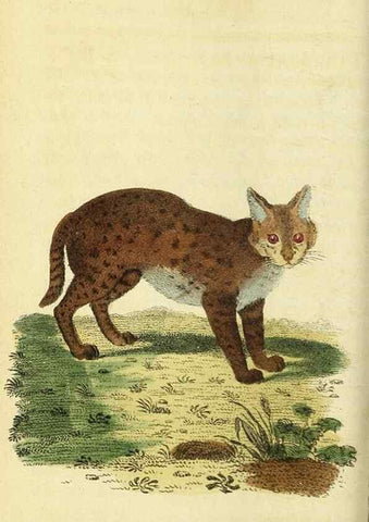 Reproducción/Reproduction 49095725801: The Naturalist's Pocket Magazine or compleat cabinet of the curiosities and beauties of nature.. London.. 
