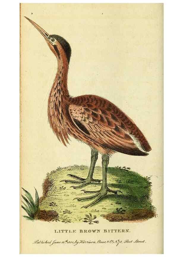 Reproducción/Reproduction 49095916537: The Naturalist's Pocket Magazine or compleat cabinet of the curiosities and beauties of nature.. London.. 