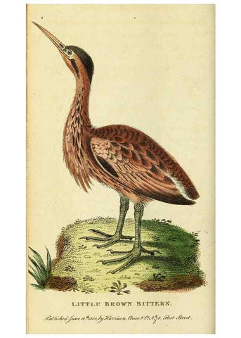 Reproducción/Reproduction 49095916537: The Naturalist's Pocket Magazine or compleat cabinet of the curiosities and beauties of nature.. London.. 