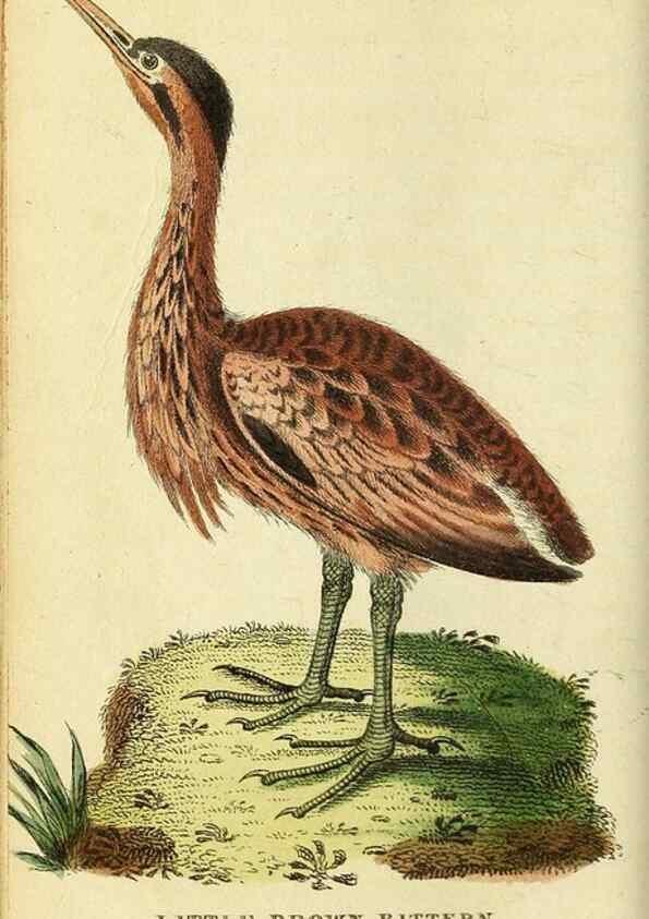 Reproducción/Reproduction 49095916537: The Naturalist's Pocket Magazine or compleat cabinet of the curiosities and beauties of nature.. London.. 