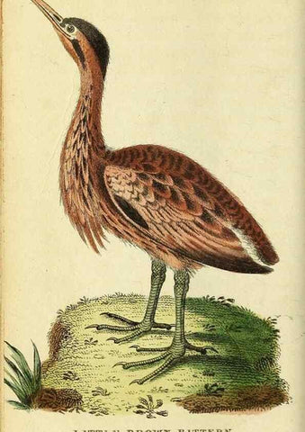 Reproducción/Reproduction 49095916537: The Naturalist's Pocket Magazine or compleat cabinet of the curiosities and beauties of nature.. London.. 
