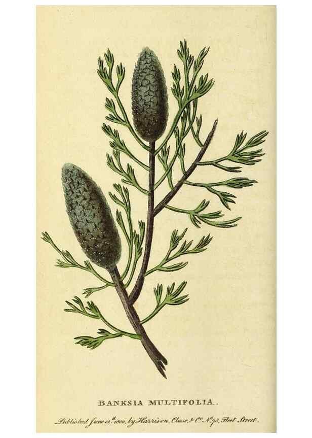 Reproducción/Reproduction 49095211293: The Naturalist's Pocket Magazine or compleat cabinet of the curiosities and beauties of nature.. London.. 
