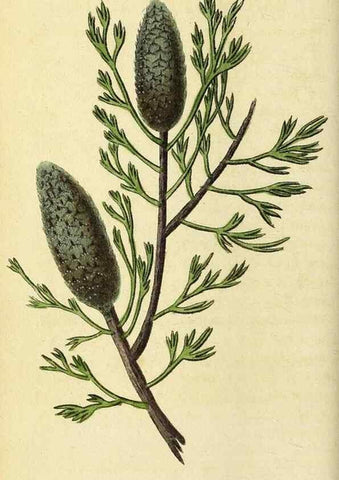 Reproducción/Reproduction 49095211293: The Naturalist's Pocket Magazine or compleat cabinet of the curiosities and beauties of nature.. London.. 