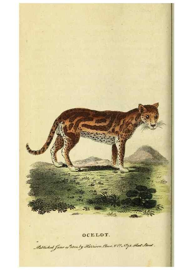 Reproducción/Reproduction 49095211623: The Naturalist's Pocket Magazine or compleat cabinet of the curiosities and beauties of nature.. London.. 