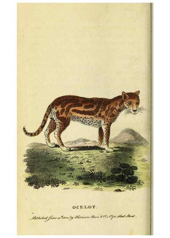 Reproducción/Reproduction 49095211623: The Naturalist's Pocket Magazine or compleat cabinet of the curiosities and beauties of nature.. London.. 