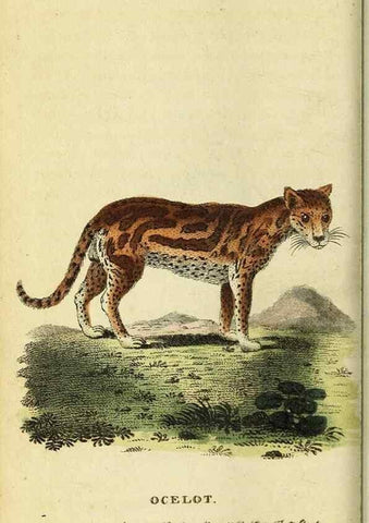 Reproducción/Reproduction 49095211623: The Naturalist's Pocket Magazine or compleat cabinet of the curiosities and beauties of nature.. London.. 