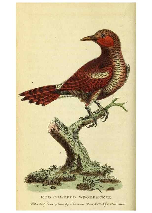 Reproducción/Reproduction 49095727101: The Naturalist's Pocket Magazine or compleat cabinet of the curiosities and beauties of nature.. London.. 