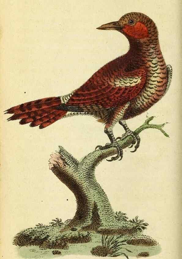 Reproducción/Reproduction 49095727101: The Naturalist's Pocket Magazine or compleat cabinet of the curiosities and beauties of nature.. London.. 