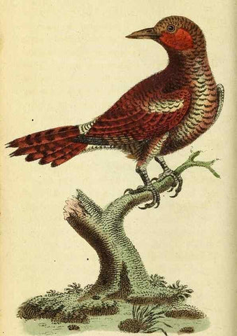 Reproducción/Reproduction 49095727101: The Naturalist's Pocket Magazine or compleat cabinet of the curiosities and beauties of nature.. London.. 