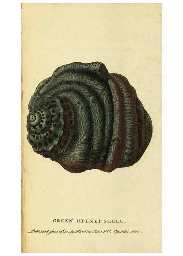 Reproducción/Reproduction 49095727386: The Naturalist's Pocket Magazine or compleat cabinet of the curiosities and beauties of nature.. London.. 