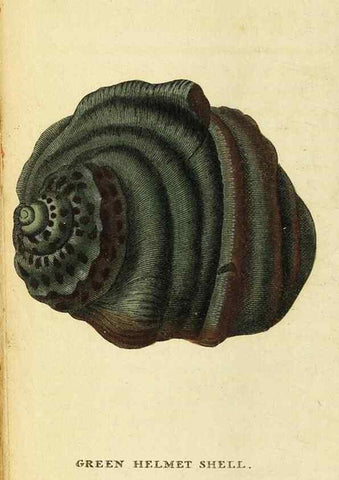 Reproducción/Reproduction 49095727386: The Naturalist's Pocket Magazine or compleat cabinet of the curiosities and beauties of nature.. London.. 