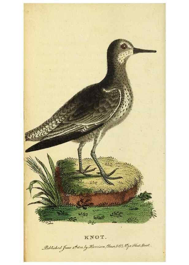 Reproducción/Reproduction 49095209913: The Naturalist's Pocket Magazine or compleat cabinet of the curiosities and beauties of nature.. London.. 