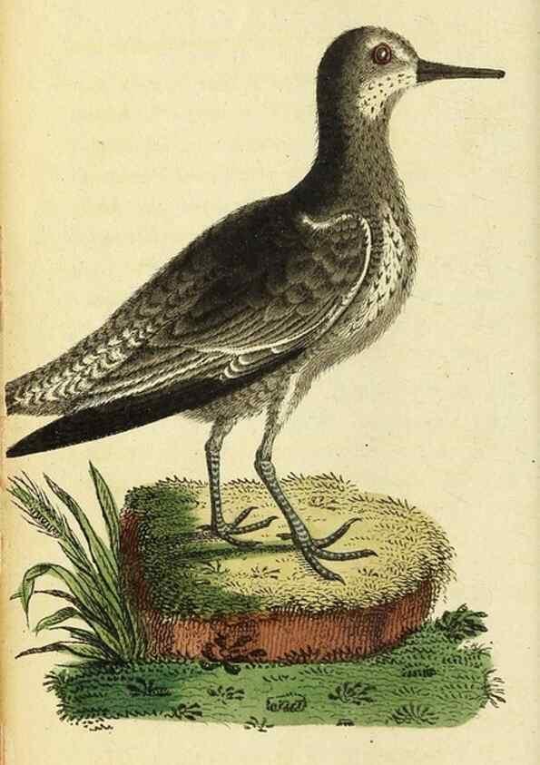 Reproducción/Reproduction 49095209913: The Naturalist's Pocket Magazine or compleat cabinet of the curiosities and beauties of nature.. London.. 