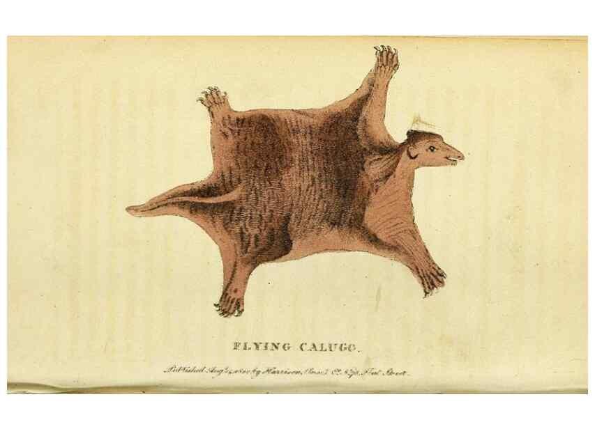 Reproducción/Reproduction 49096242311: The Naturalist's Pocket Magazine or compleat cabinet of the curiosities and beauties of nature.. London.. 