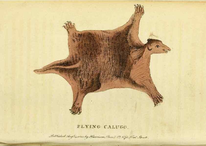 Reproducción/Reproduction 49096242311: The Naturalist's Pocket Magazine or compleat cabinet of the curiosities and beauties of nature.. London.. 