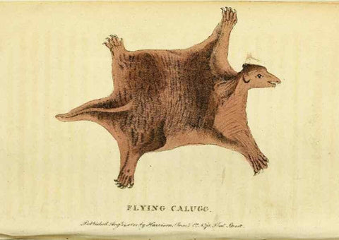 Reproducción/Reproduction 49096242311: The Naturalist's Pocket Magazine or compleat cabinet of the curiosities and beauties of nature.. London.. 