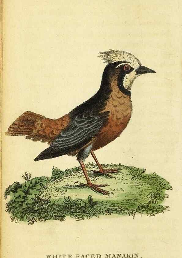Reproducción/Reproduction 49096242581: The Naturalist's Pocket Magazine or compleat cabinet of the curiosities and beauties of nature.. London.. 
