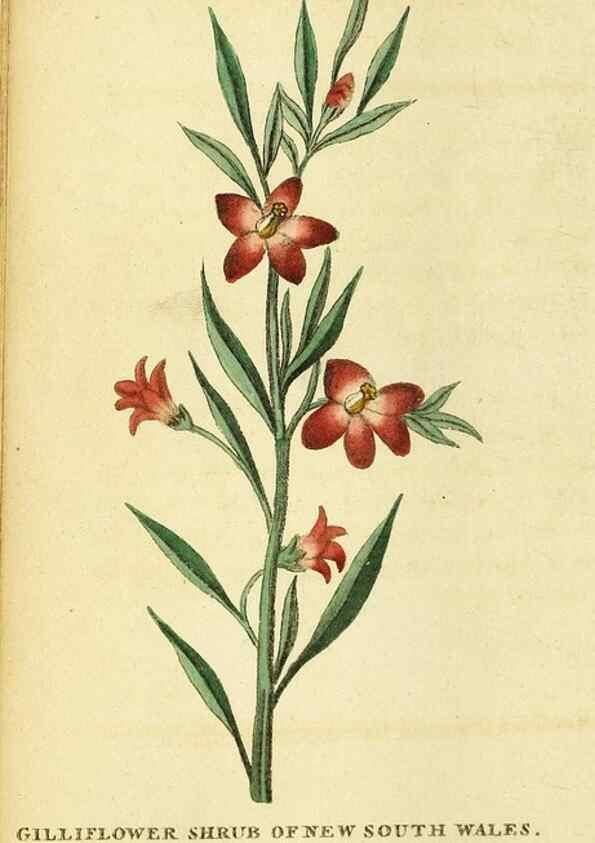 Reproducción/Reproduction 49096434092: The Naturalist's Pocket Magazine or compleat cabinet of the curiosities and beauties of nature.. London.. 