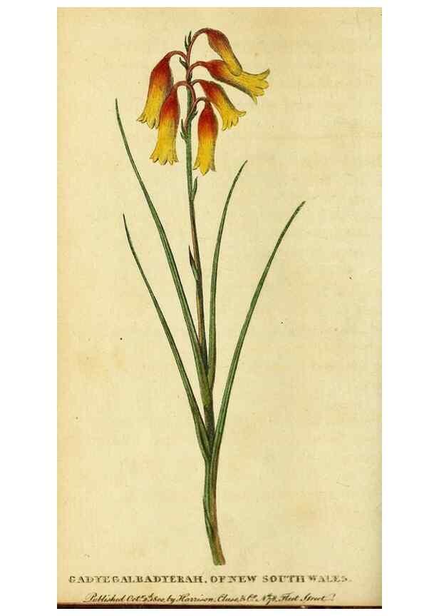 Reproducción/Reproduction 49096249771: The Naturalist's Pocket Magazine or compleat cabinet of the curiosities and beauties of nature.. London.. 