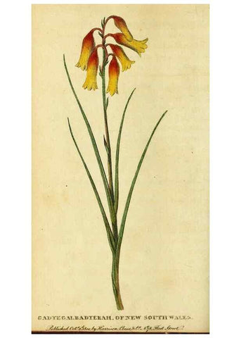 Reproducción/Reproduction 49096249771: The Naturalist's Pocket Magazine or compleat cabinet of the curiosities and beauties of nature.. London.. 
