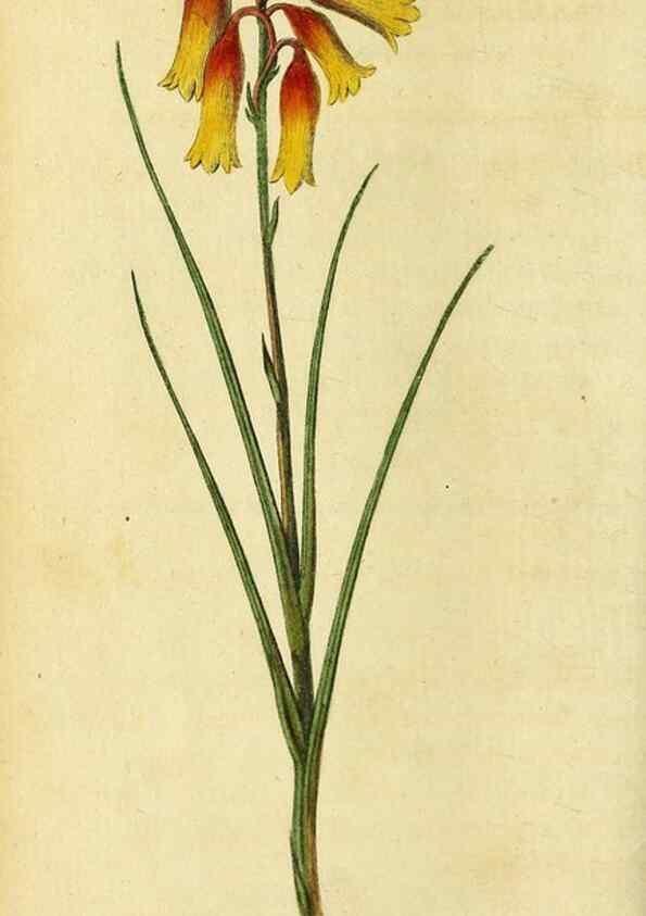 Reproducción/Reproduction 49096249771: The Naturalist's Pocket Magazine or compleat cabinet of the curiosities and beauties of nature.. London.. 
